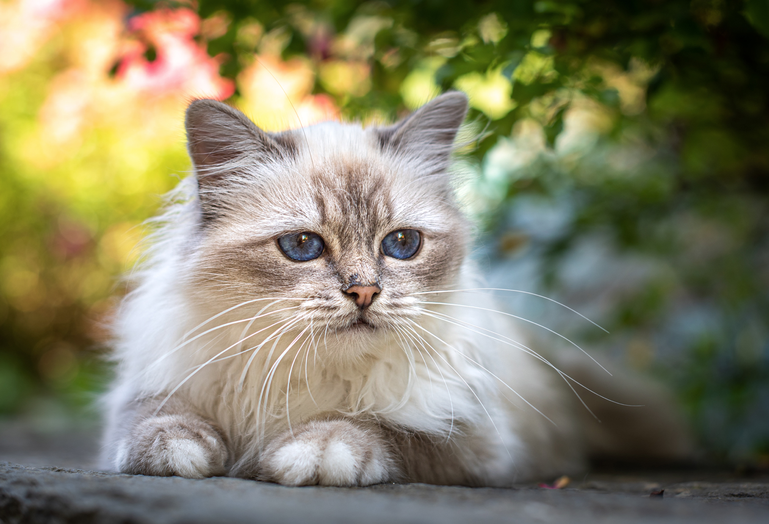 Chat